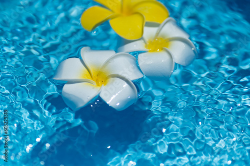 水に浮かぶプルメリアの花 © 歌うカメラマン