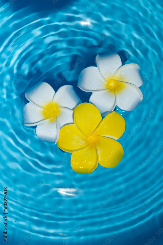 水に浮かぶプルメリアの花 水に浮かぶプルメリアの花