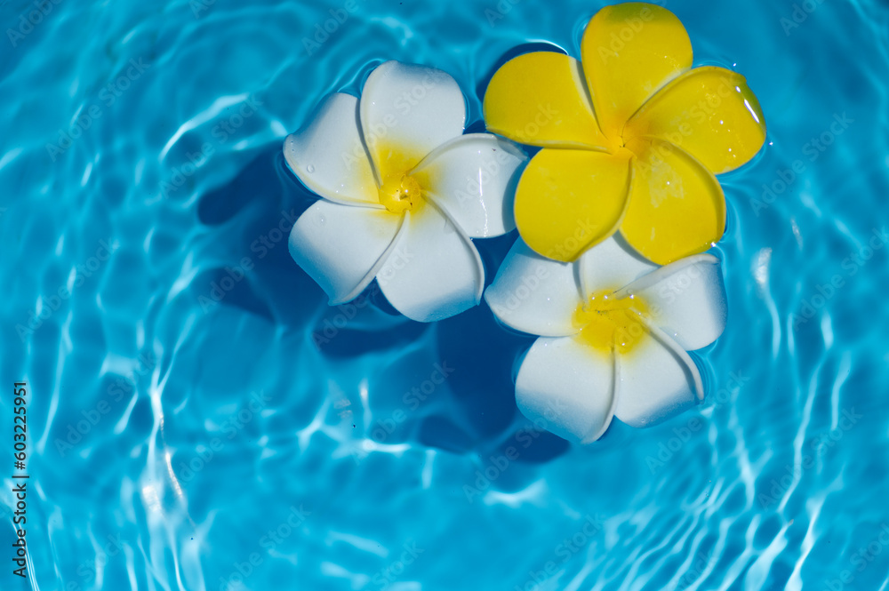水に浮かぶプルメリアの花 水に浮かぶプルメリアの花