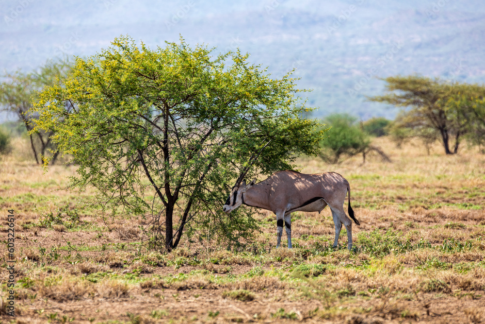 East African oryx, Awash, Ethiopia wildlife East African oryx, Awash, Ethiopia wildlife