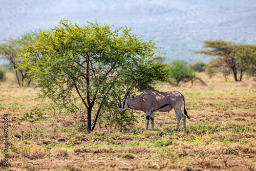 East African oryx  Awash  Ethiopia wildlife