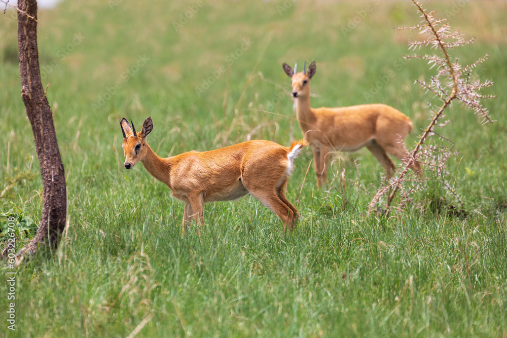 Cute Oribi endemic small antelope, Ethiopia, Africa wildlife Cute Oribi endemic small antelope, Ethiopia, Africa wildlife