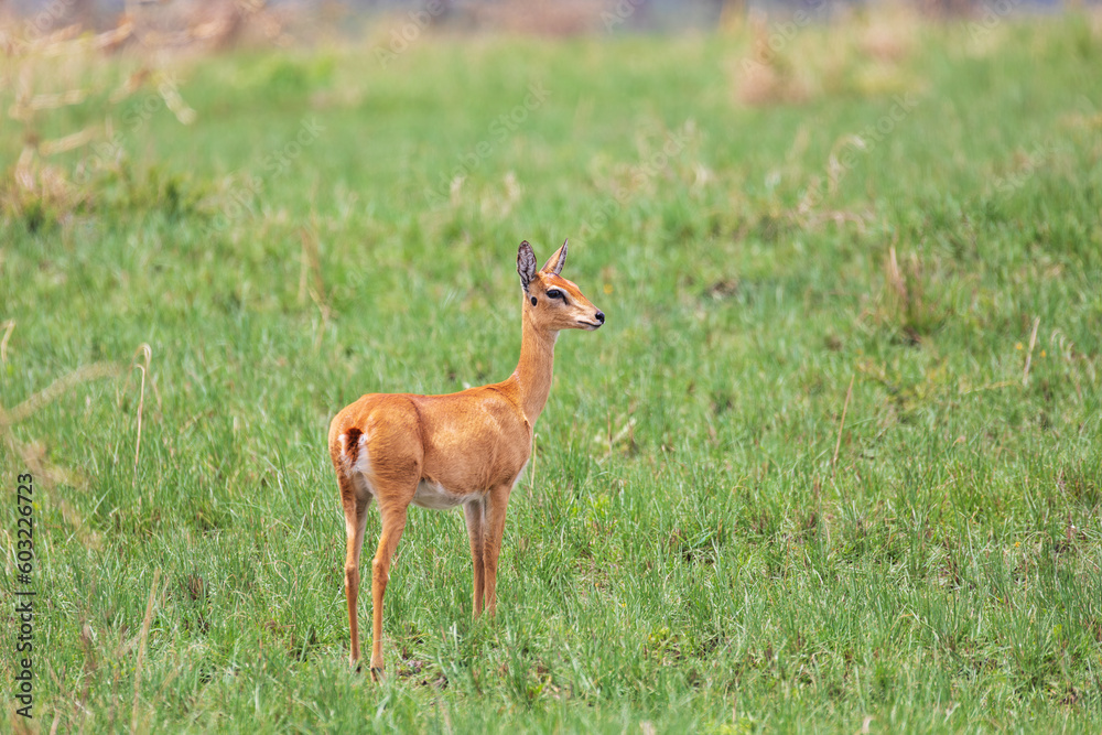 Swayne's Hartebeest, Alcelaphus buselaphus swaynei antelope, Senkelle Sanctuary Ethiopia wildlife Swayne's Hartebeest, Alcelaphus buselaphus swaynei antelope, Senkelle Sanctuary Ethiopia wildlife