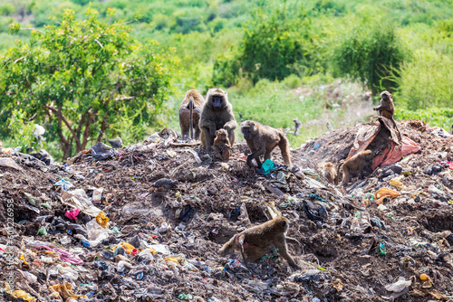Chacma baboon, Papio ursinus. Monkeys are looking for food in a dump outside the city Arba Minch, Ethiopia wildlife animal photo