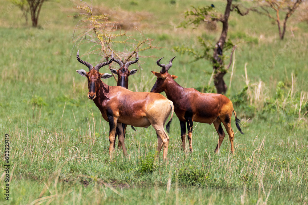 Swayne's Hartebeest, Alcelaphus buselaphus swaynei antelope, Senkelle Sanctuary Ethiopia wildlife Swayne's Hartebeest, Alcelaphus buselaphus swaynei antelope, Senkelle Sanctuary Ethiopia wildlife