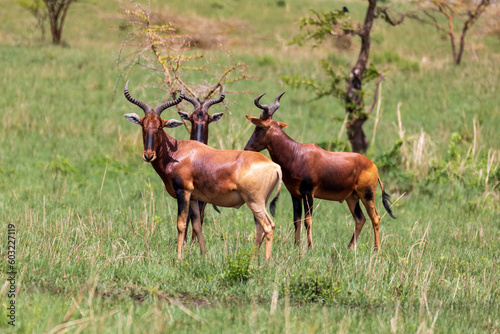 Swayne's Hartebeest, Alcelaphus buselaphus swaynei antelope, Senkelle Sanctuary Ethiopia wildlife photo
