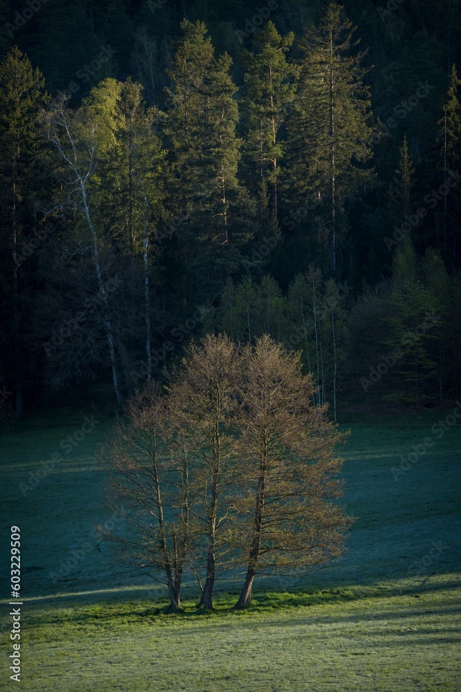 Obraz premium tree in the landscape