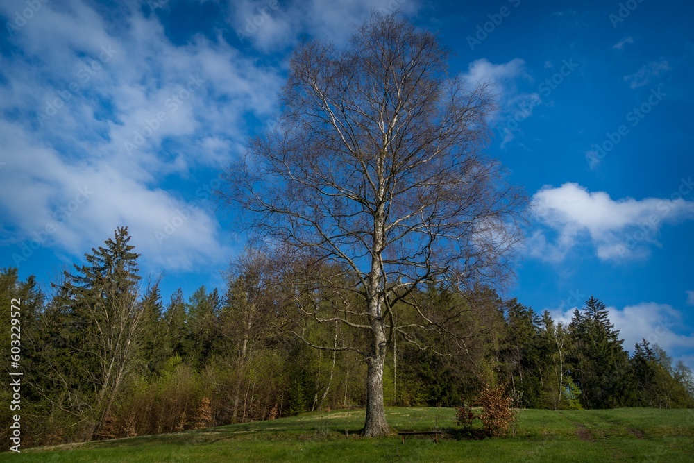 Obraz premium birch tree in the landscape