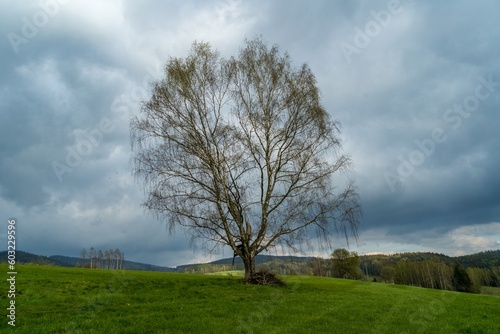 birch tree in the landscape