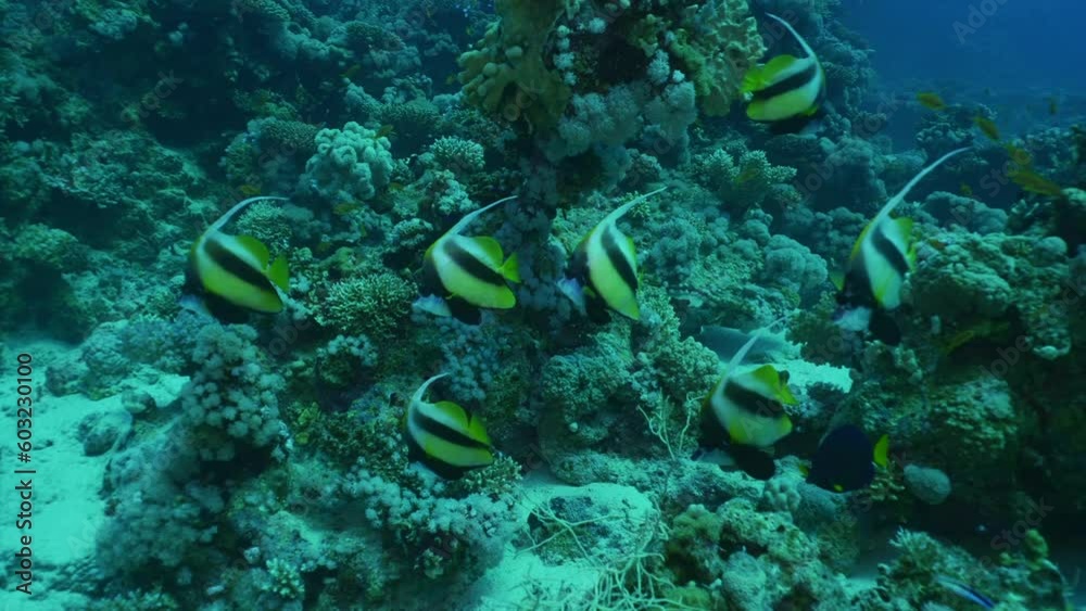 Shoal of Schooling Bannerfish or False Moorish idol (Heniochus diphreutes) swim on coral reef background Shoal of Schooling Bannerfish or False Moorish idol (Heniochus diphreutes) swim on coral reef background