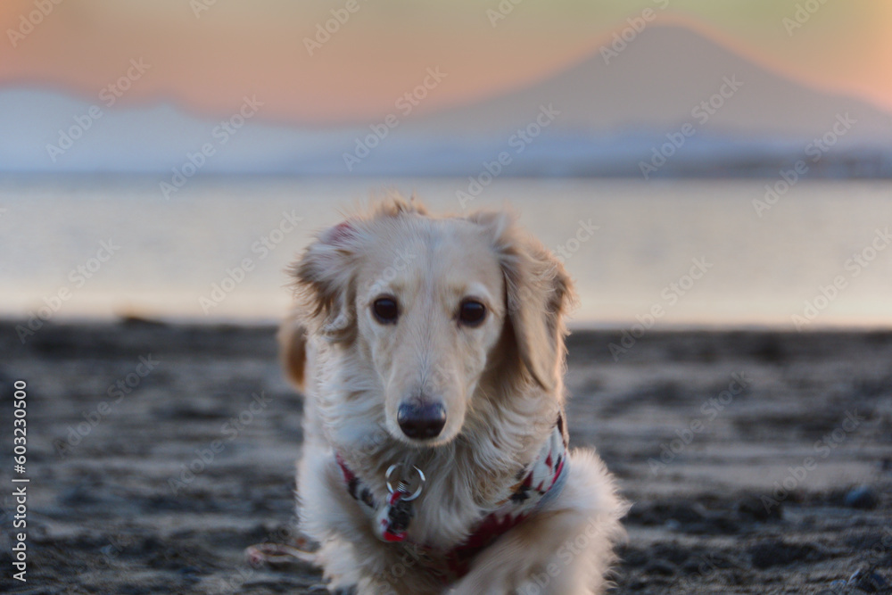 夕焼け富士を背景に砂浜に座る犬