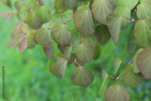 Cercidiphyllum japonicum. Leaves of Katsura tree in spring park. photo