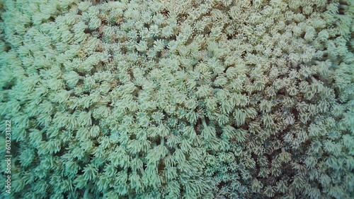 Close-up, Colonies of Flowerpot coral or Anemone coral (Goniopora columna), Slow motion. Coral polyps feed by filtering on plankton. Natural background of coral polyps. photo