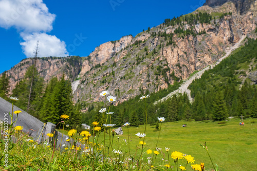 Beautiful mountain valley with flowering meadow flowers photo