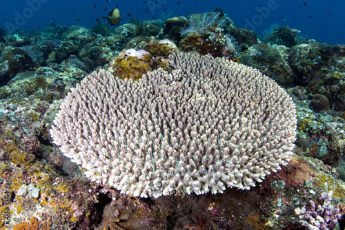 Fototapeta Naklejka Na Ścianę i Meble -  Coral reefs of Bali, Indonesia.