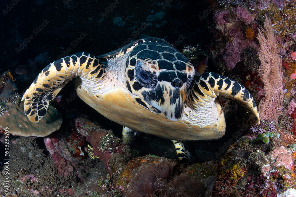 Fototapeta premium Hawksbill Turtle - Eretmochelys imbricata. Sea life of Tulamben, Bali, Indonesia.