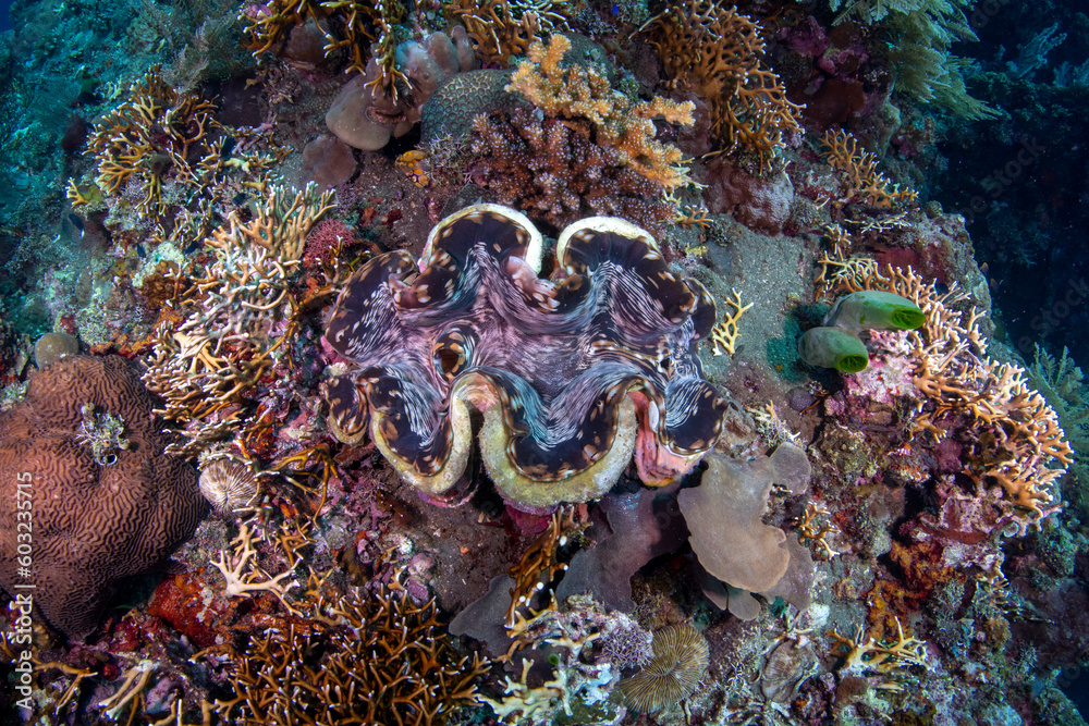 Giant Clam - Tridacna gigas, living at Liberty ship wreck. Underwater ...