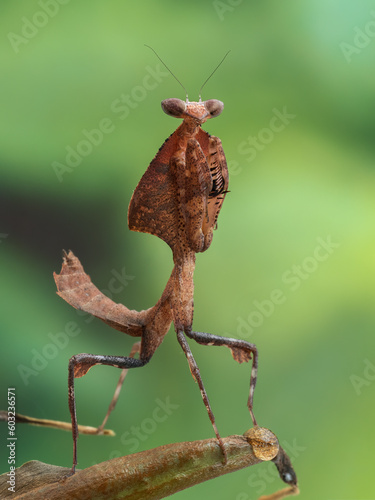 P3021337 vertical image of a juvenile dead leaf mantis, Deroplatys desiccata, cECP 2023 photo