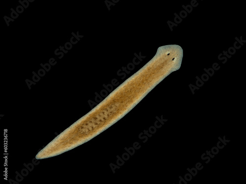 PA2251305 freshwater triclad flatworm, Cura foremanii, isolated on black, cECP 2023