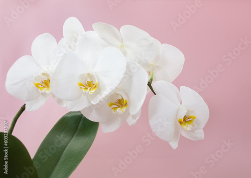 Fototapeta Naklejka Na Ścianę i Meble -  Branch of white orchid flowers with leaf on pink background. Floral card, congratulations on birthday, international women's and mother's day. Copy space