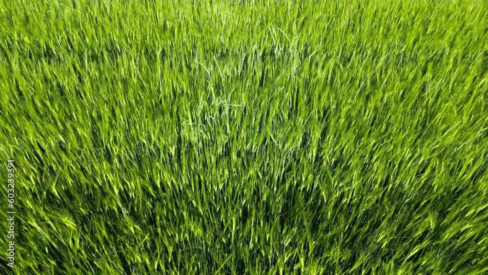 Wheat field shooting in wide field with drone. 4K 60Fps Video. Grassland harvest sky landscape Wheat field shooting in wide field with drone. 4K 60Fps Video. Grassland harvest sky landscape