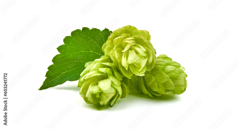 Fresh green hops cones, isolated on white background. Fresh green hops cones, isolated on white background.
