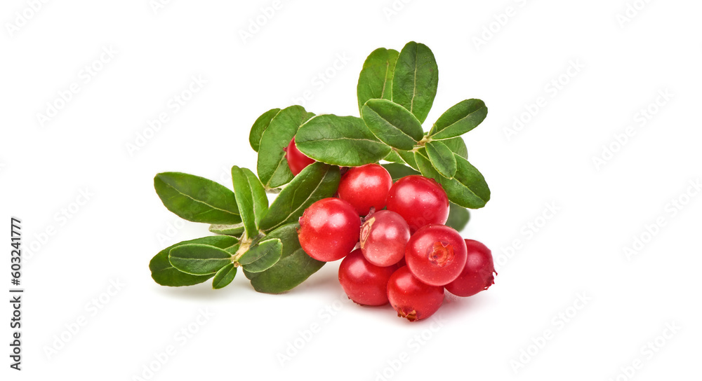 Lingonberry with leaves, isolated on white background. Lingonberry with leaves, isolated on white background.
