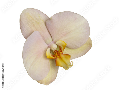 orchid flower, yellow-pink, flower in full bloom, isolated from background, macro, background for various graphic design, png file