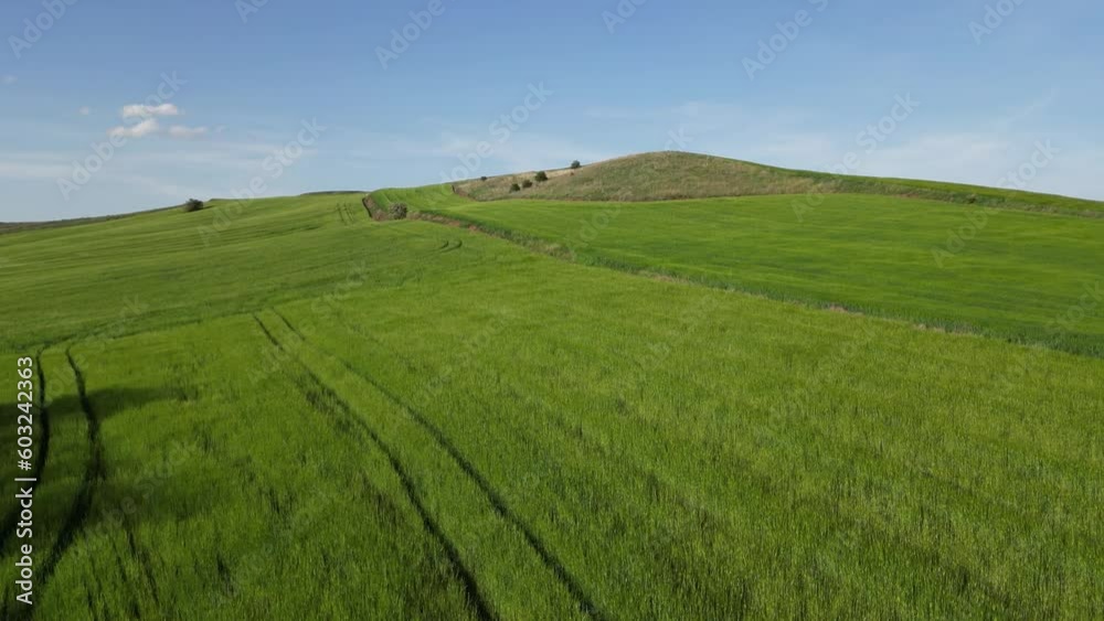Wheat field shooting in wide field with drone. 4K 60Fps Video. Grassland harvest sky landscape Wheat field shooting in wide field with drone. 4K 60Fps Video. Grassland harvest sky landscape