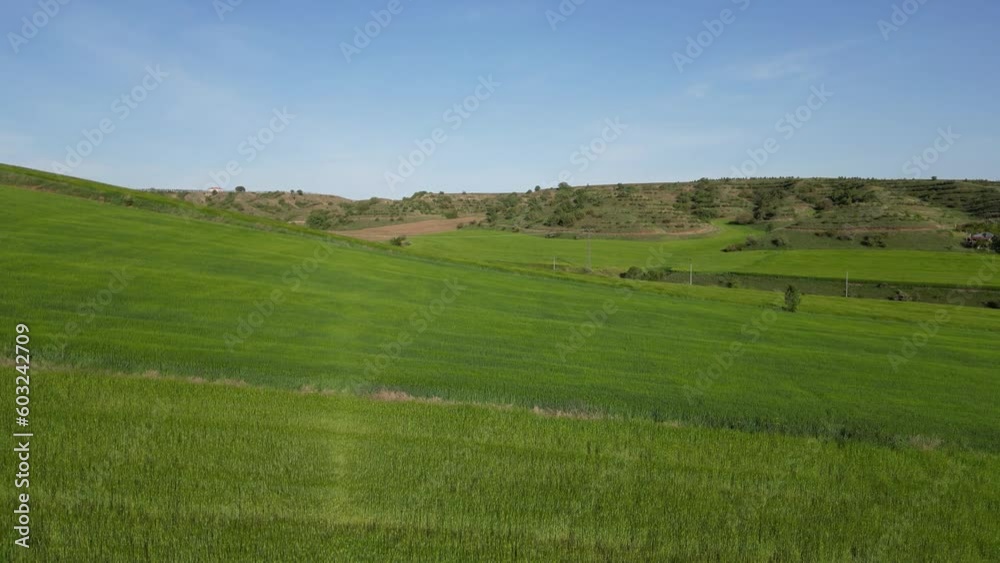 Wheat field shooting in wide field with drone. 4K 60Fps Video. Grassland harvest sky landscape Wheat field shooting in wide field with drone. 4K 60Fps Video. Grassland harvest sky landscape