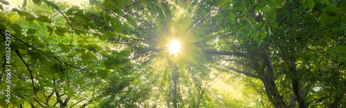 forest sunlight banner image