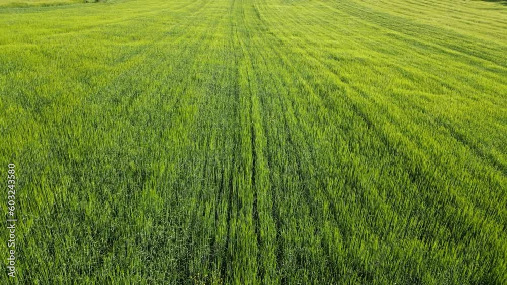 Wheat field shooting in wide field with drone. 4K 60Fps Video. Grassland harvest sky landscape Wheat field shooting in wide field with drone. 4K 60Fps Video. Grassland harvest sky landscape