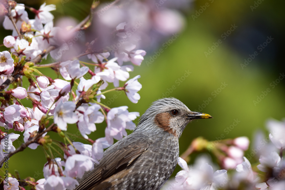 桜の花粉が嘴についたヒヨドリ 桜の花粉が嘴についたヒヨドリ