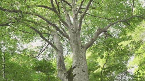 森の風景　ブナの新緑