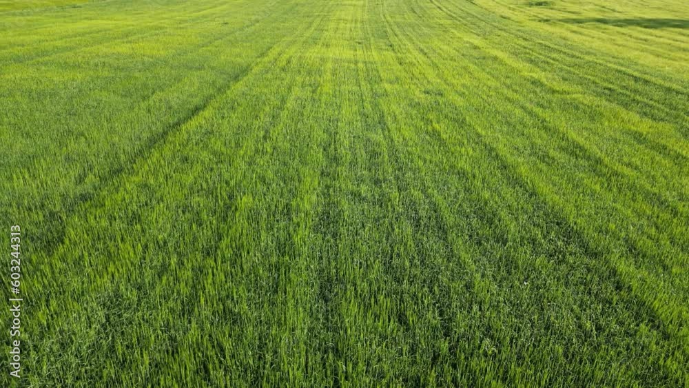 Wheat field shooting in wide field with drone. 4K 60Fps Video. Grassland harvest sky landscape Wheat field shooting in wide field with drone. 4K 60Fps Video. Grassland harvest sky landscape