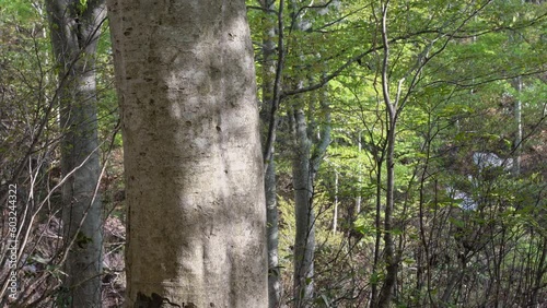 森の風景　ブナの新緑とこもれび