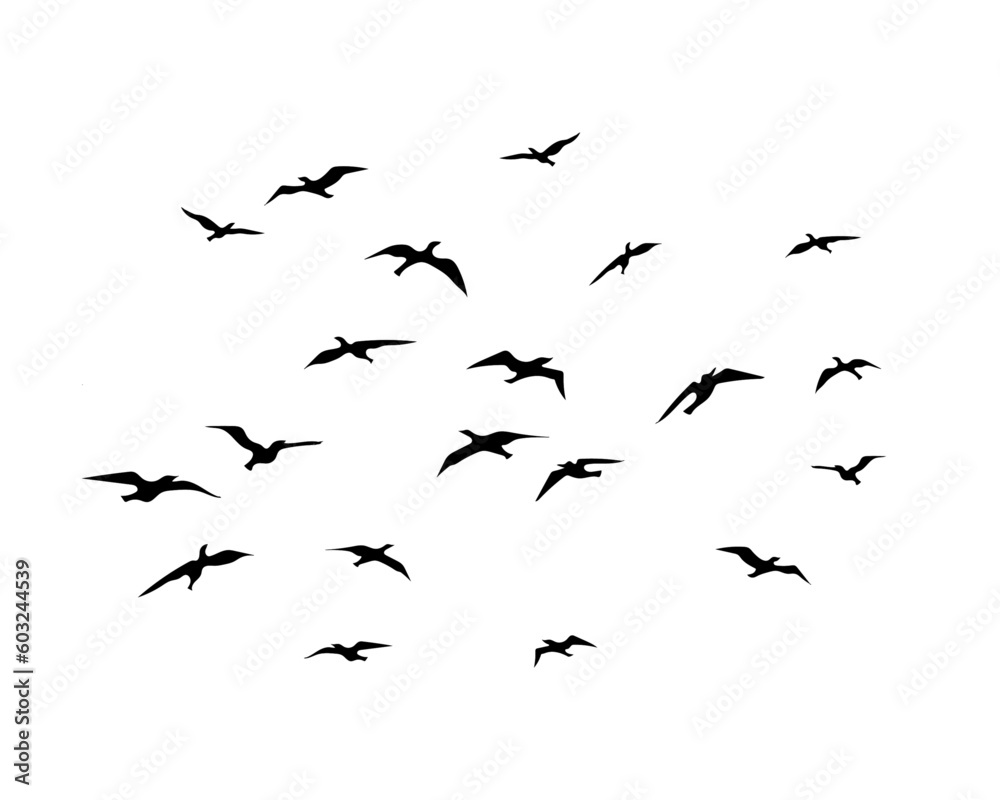 Fototapeta premium flock of birds