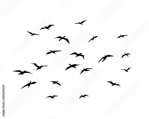 flock of birds © gltekin