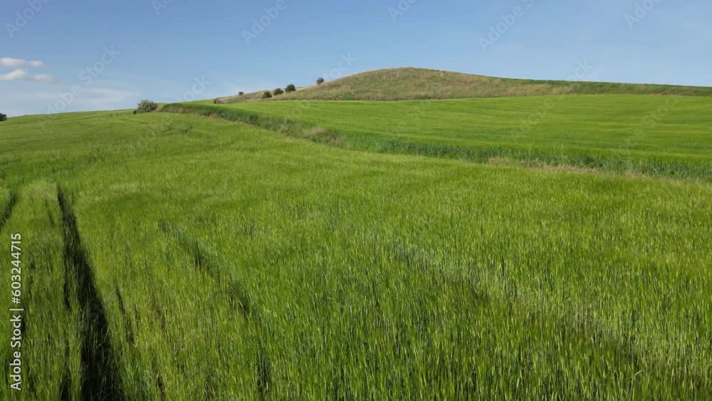 Wheat field shooting in wide field with drone. 4K 60Fps Video. Grassland harvest sky landscape Wheat field shooting in wide field with drone. 4K 60Fps Video. Grassland harvest sky landscape