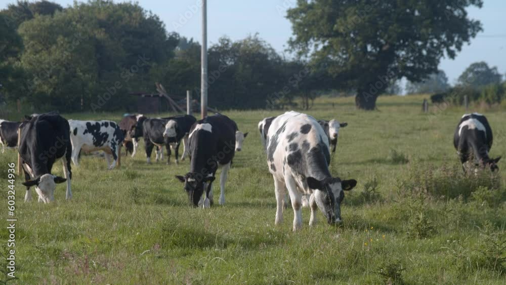 A Herd of Cows grazing on grass, eating in a field as the sun is setting, late afternoon on a UK Farm A Herd of Cows grazing on grass, eating in a field as the sun is setting, late afternoon on a UK Farm