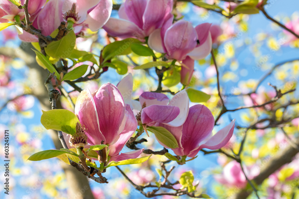 Large magnolia flowers in the form of large pink buds against a blurred blue sky background.