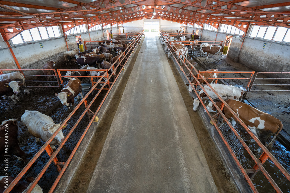 Lots of cows in modern dairy farm.