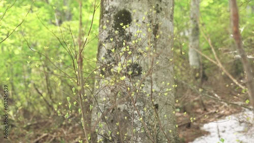 森の風景　ブナの新緑