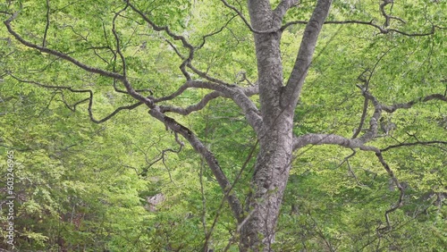 森の風景　ブナの新緑