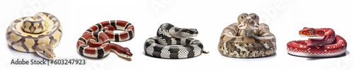 Animals reptiles snakes banner panorama long - Collection of popular snakes lying, isolated on white background, Generative Ai photo