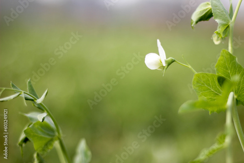 Close-up Details of white flower green Pea