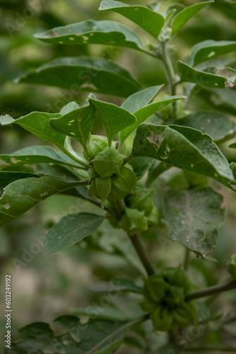 Close up of a Ashwagandha plant with its raw fruit