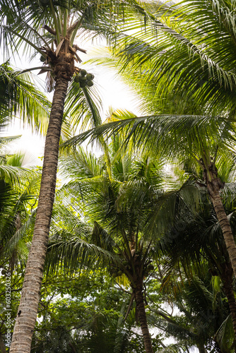 palm tree in the sun