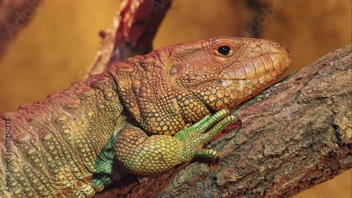 Northern Caiman Lizard on the trunk, Dracaena guianensis