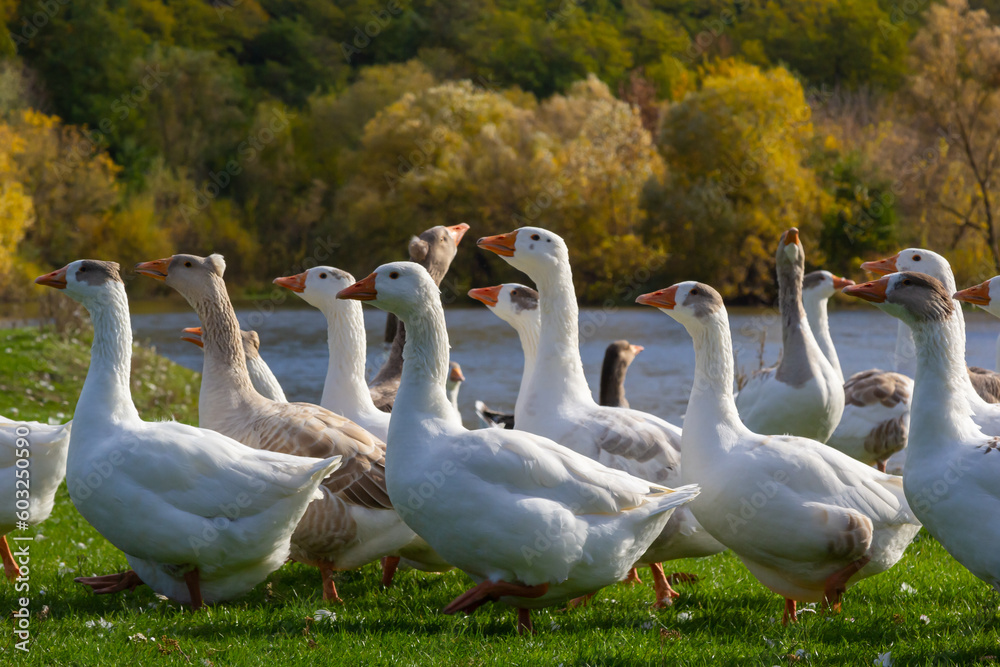 Gray beautiful geese in a pasture in the countryside walk on the green grass. Livestock farm birds. Animal breeding Gray beautiful geese in a pasture in the countryside walk on the green grass. Livestock farm birds. Animal breeding